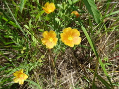 Linum berlandieri