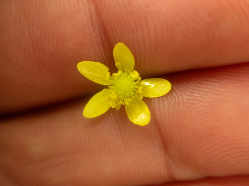 Ranunculus reflexus observed 2024-02-03