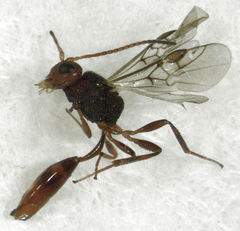 Aridelus rufotestaceus