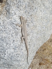 Urosaurus graciosus
