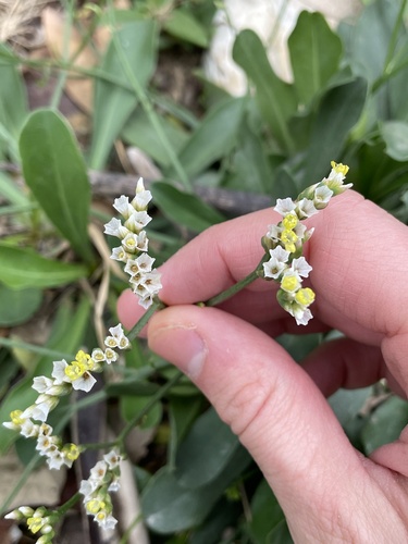 Limonium sinense iNat (2)