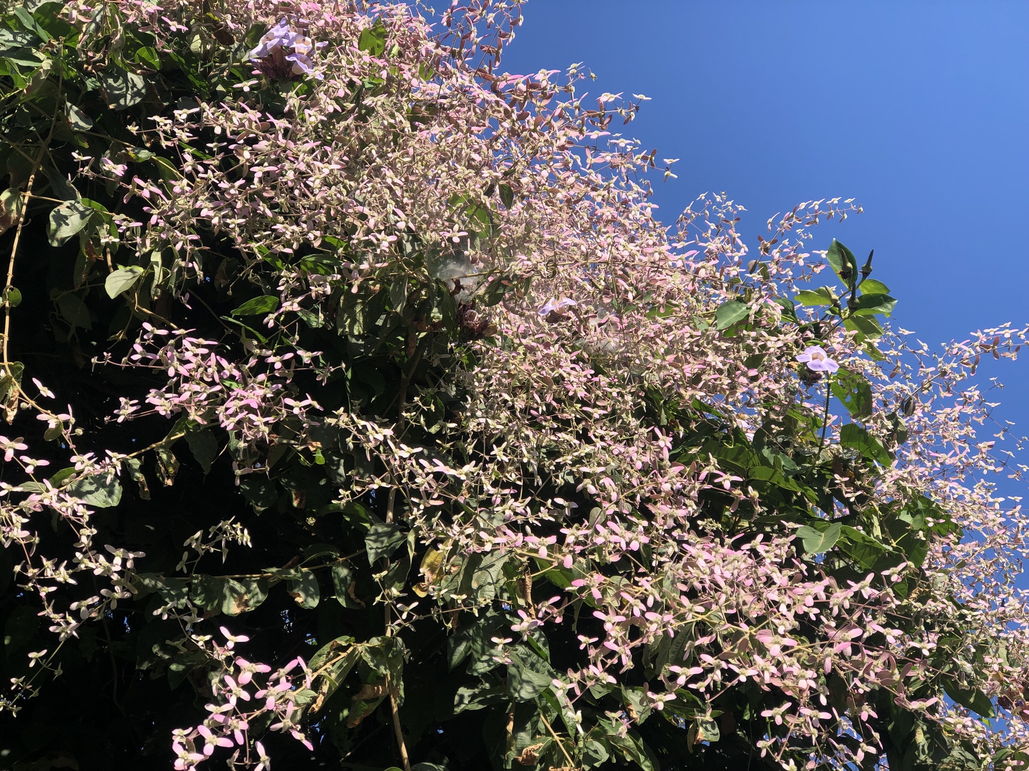Imagem de Jasmim-do-caribe