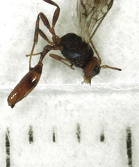 Aridelus rufotestaceus