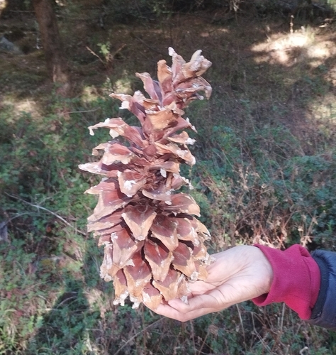 Mexican white pine (Pinus ayacahuite)