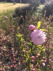 Prunus glandulosa