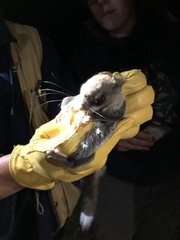 Glaucomys oregonensis