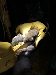 Glaucomys oregonensis