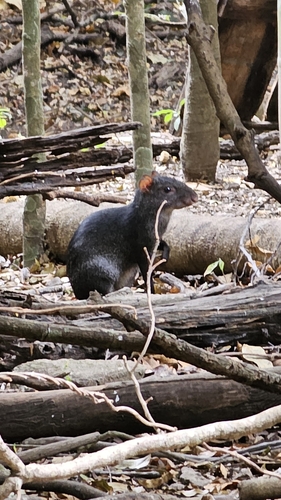 Mexican Agouti