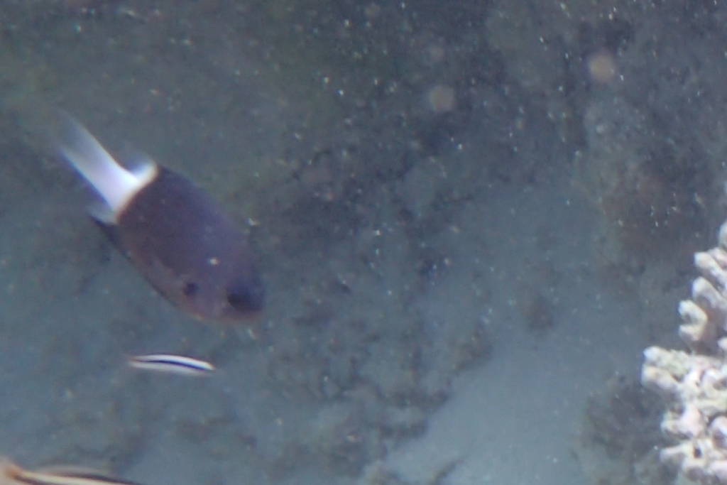 Bicolor Chromis