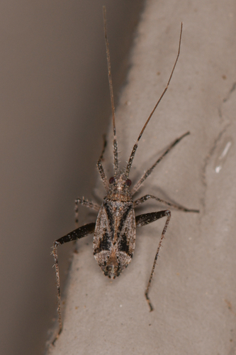 Phytocoris canescens