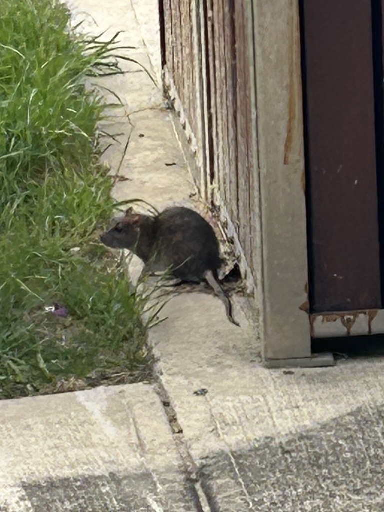 Old World Rats from Victory Park Reserve, Chelsea, VIC, AU on February ...