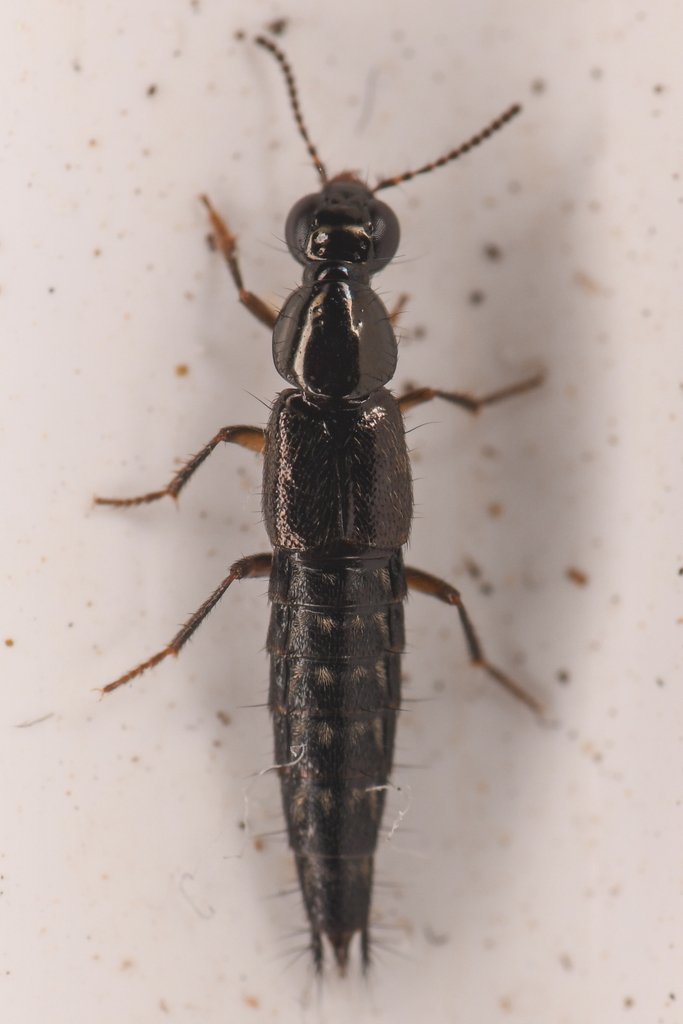 Quedius prostans