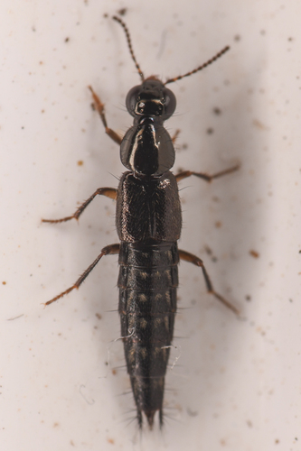 Quedius prostans