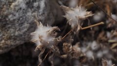 Stylocline micropoides