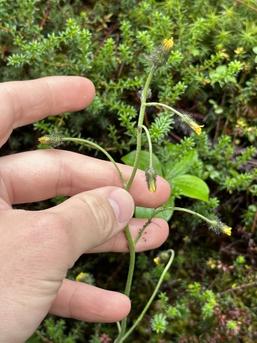 Image of Hieracium triste by (c) rosaceae_roberts, some rights reserved (CC BY)