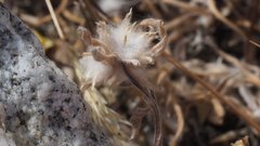 Stylocline micropoides