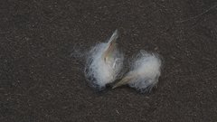 Stylocline micropoides