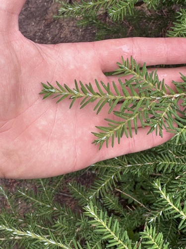 Western hemlock (Tsuga heterophylla)