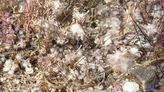 Stylocline micropoides