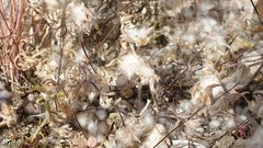 Stylocline micropoides