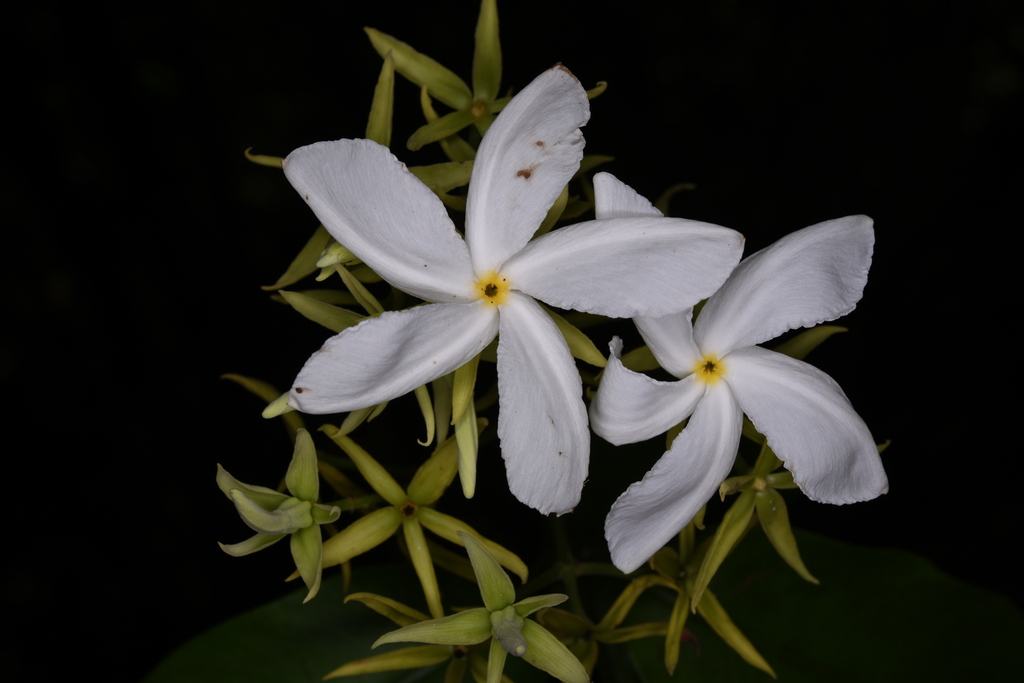 Aganosma siamensis (Aganosma siamensis)