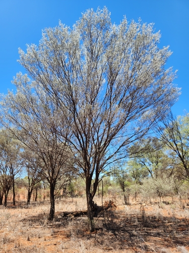 Image of Acacia aneura by (c) Shelomi Doyle, some rights reserved (CC BY)