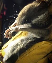 Glaucomys oregonensis