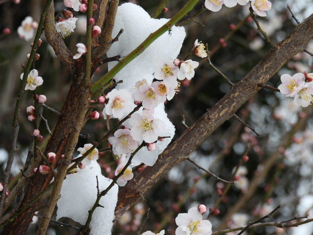 ウメの花