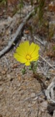 Calycoseris parryi