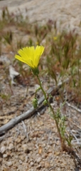Calycoseris parryi