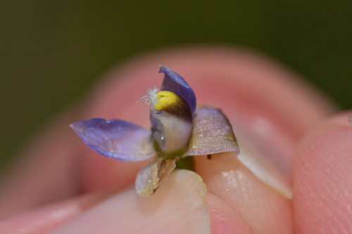 Image of Thelymitra colensoi by (c) Christopher Stephens, some rights reserved (CC BY-SA)
