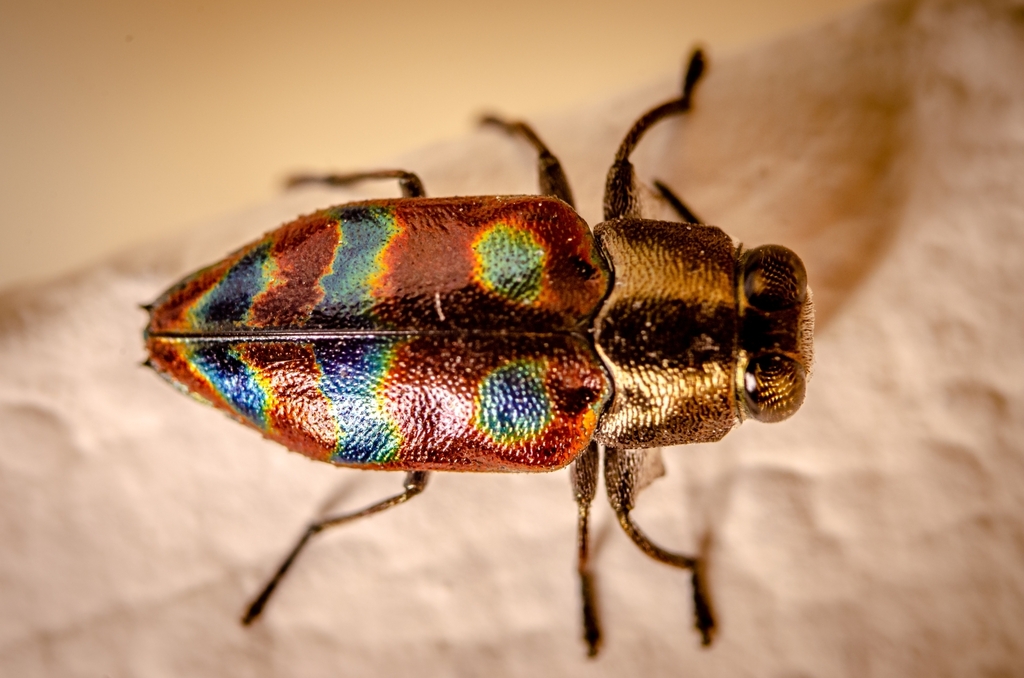 Chrysobothris fabulosa from Parque Ecológico Kai Luum, calle 31diagonal