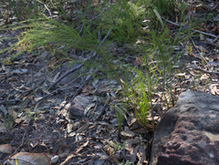 Platysace linearifolia