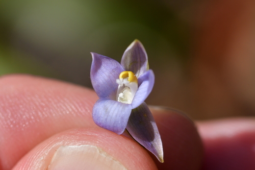 Image of Thelymitra colensoi by (c) Christopher Stephens, some rights reserved (CC BY-SA)