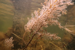 Caulocystis cephalornithos