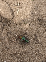 Cicindela scutellaris scutellaris