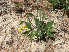 Baptisia cinerea
