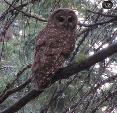 Strix occidentalis occidentalis