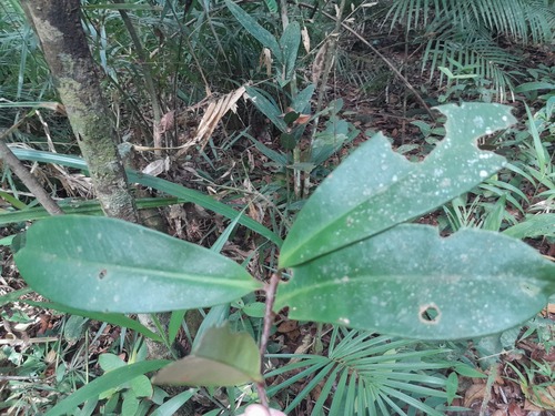 Ardisia pachyrrhachis, 2024-02-06
