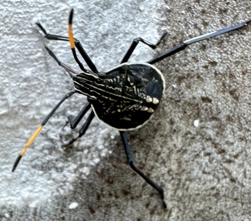 Gum Tree Shield Bug