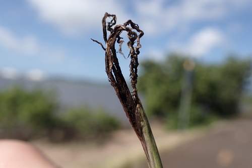 Ustilago cynodontis observed 2024-02-05