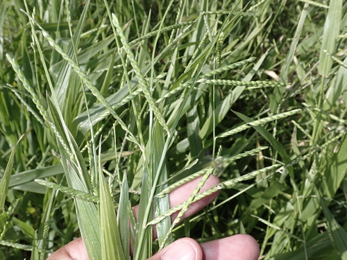 Urochloa plantaginea observed 2024-02-05