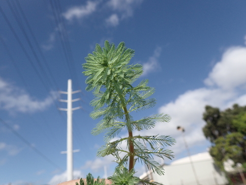 Myriophyllum aquaticum observed 2024-02-05