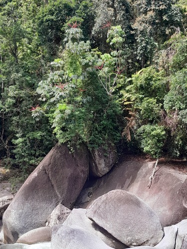 Heptapleurum actinophyllum