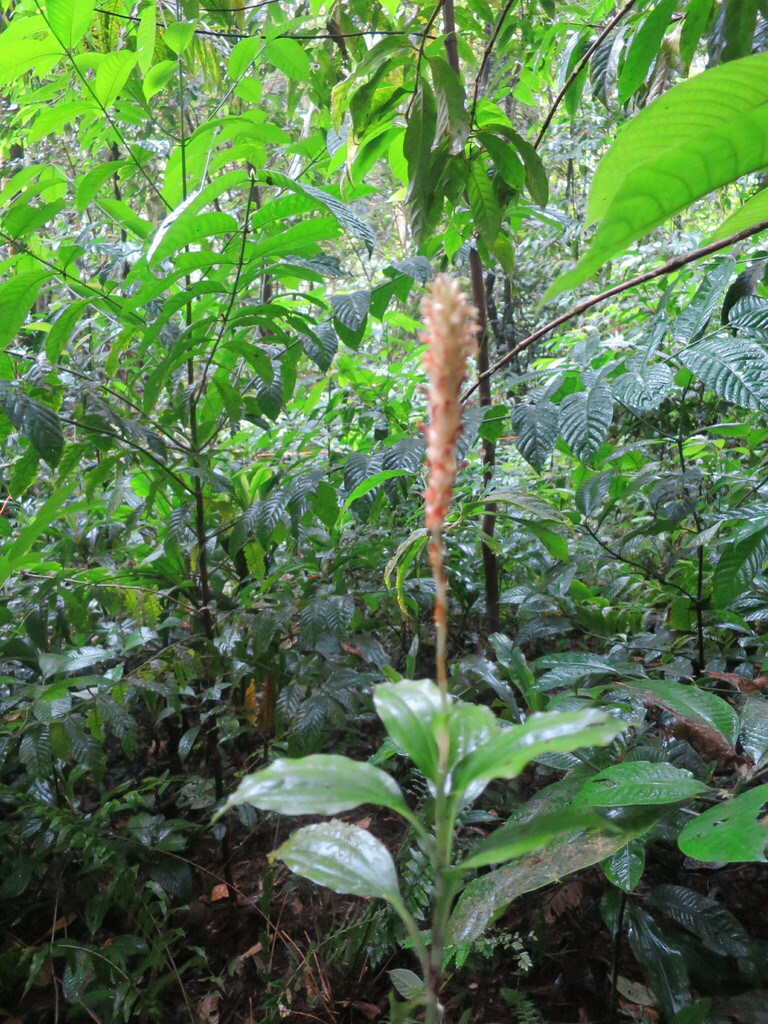 Platylepis glandulosa