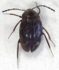 Zeagyrtes