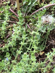 Cruciata pedemontana