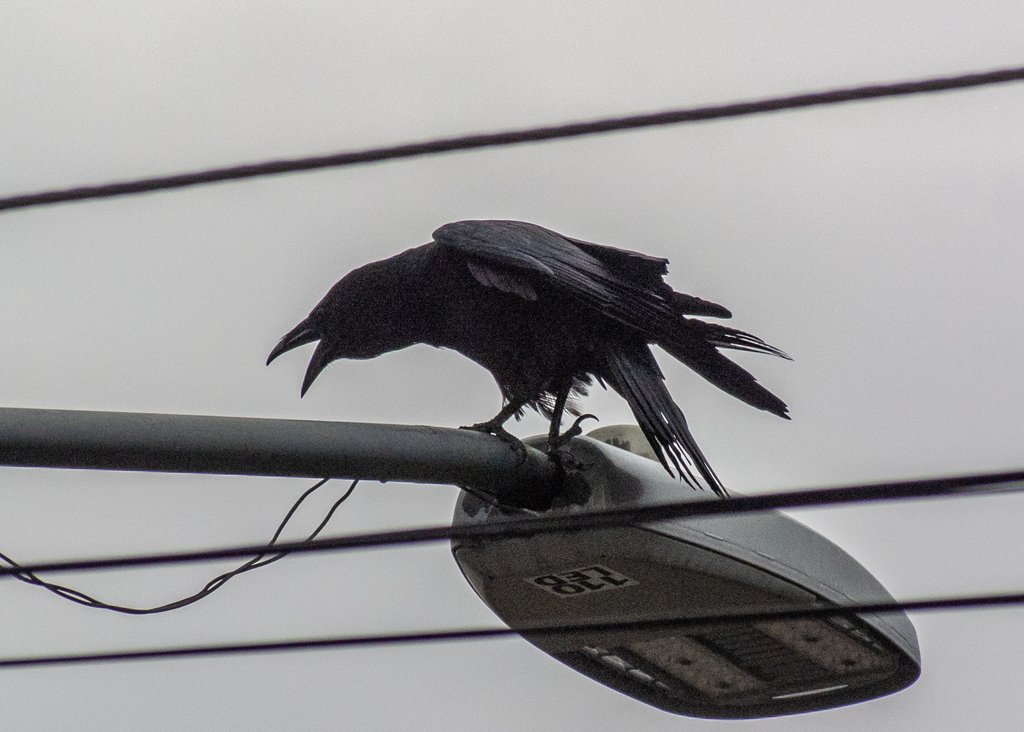 Common Raven from Coapa, Culhuacan CTM VII, Ciudad de México, CDMX ...