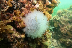 Clavelina moluccensis