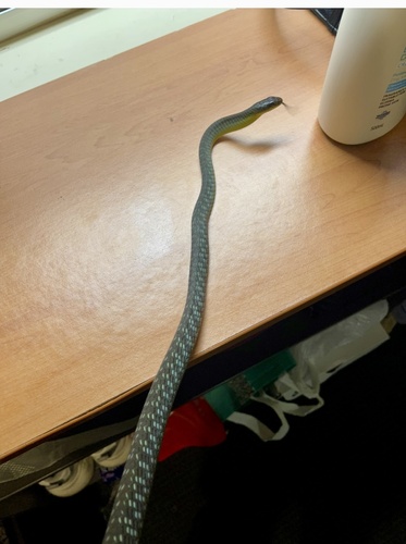 Common Tree Snake sighting